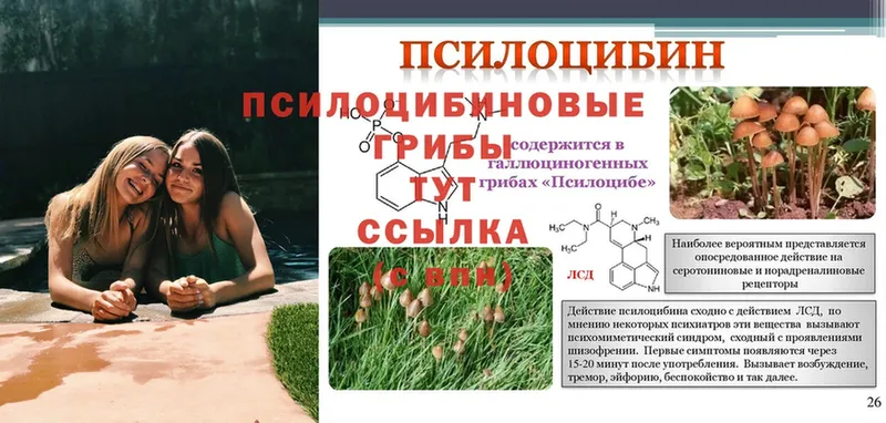 Галлюциногенные грибы Psilocybine cubensis  цены   Россошь 